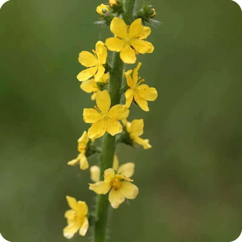 Agrimony