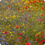 Cornfield Annuals Seed Mix - Image 2
