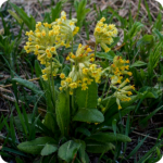 Cowslip (Primula veris) plug plants - Image 3