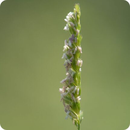 Crested Dogs Tail close up of bud standing alone