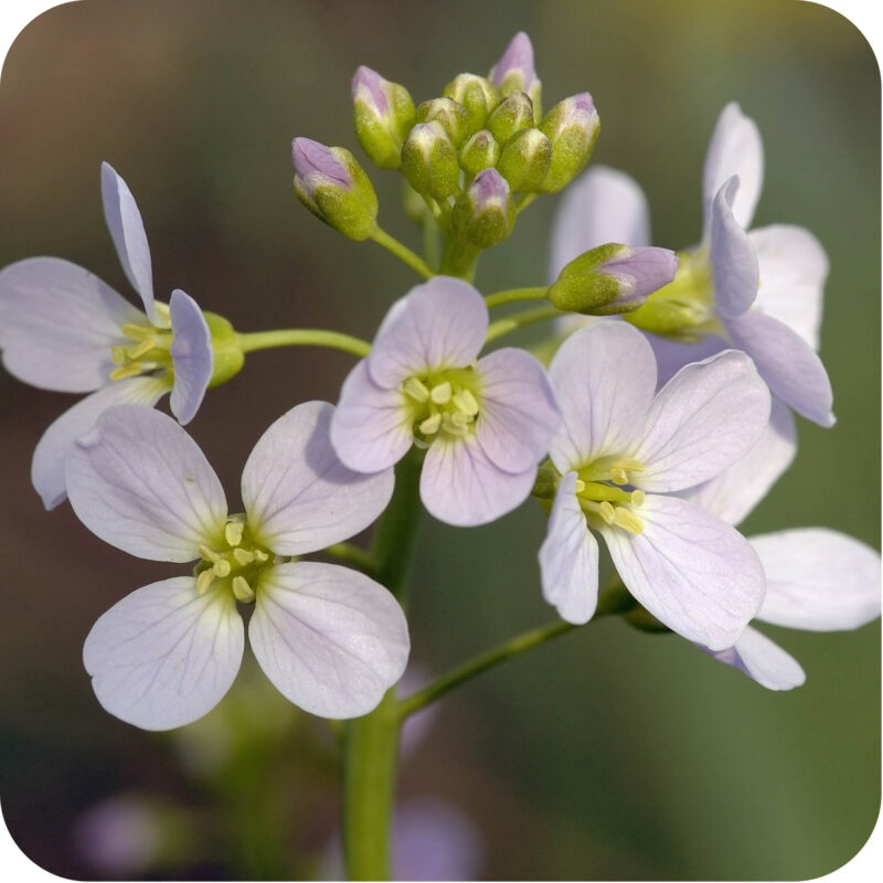Close up of Cuckooflower (Cardamine pratensis) pale pink flowers on a light green stem