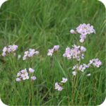 Cuckooflower (Cardamine pratensis) plug plants - Image 3