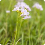 Cuckooflower (Cardamine pratensis) plug plants - Image 2