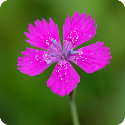 Close up of Maiden Pink Dianthus deltoides a small purple flower with 5 individual petals