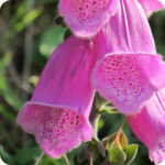 Close up of Foxglove Red Digitalis purpurea purple bell shaped flowers with red spotted centre