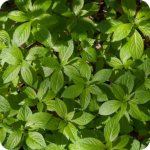 Dogs Mercury (Mercurialis perennis) 9cm pots - Image 3