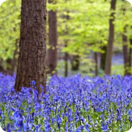 English-Bluebell-bulbs