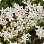 Close up of English Stonecrop Sedum anglicum small whiyte star shaped flowers in a cluster