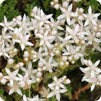 Close up of English Stonecrop Sedum anglicum small whiyte star shaped flowers in a cluster