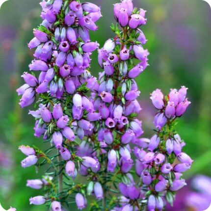 Bell Heather (Erica cinerea) close up showing clusters of bright purple bell-shaped flowers on fine green stems.