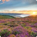Bell Heather (Erica cinerea) growing on dry heathland with vibrant purple blooms among grasses and low shrubs.