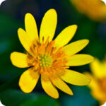 Lesser Celandine (Ficaria verna) close up of glossy bright yellow star shaped flowers with yellow stamen.