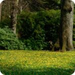 Lesser Celandine (Ficaria verna) carpeting woodland floor with small bright yellow flowers among fresh green leaves.