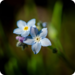 Field Forget-Me-Not (Myosotis arvensis) plug plants - Image 2