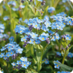 Field Forget-Me-Not (Myosotis arvensis) plug plants - Image 3