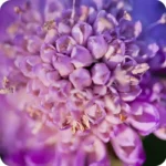 Field Scabious (Knautia arvensis) plug plants - Image 2