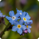 Close up of Field Forget-Me-Not Myosotis arvensis a cluster of tiny blue flowers with yellow centres
