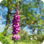 Foxglove Red (Digitalis purpurea) plug plants - Image 3