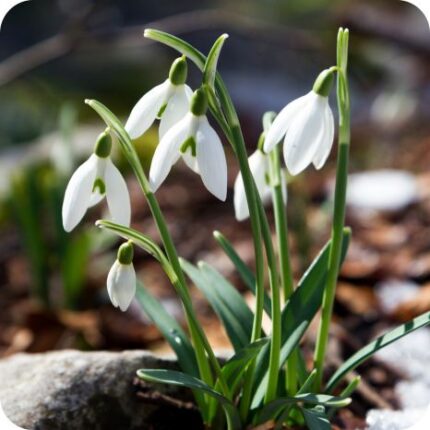 Snowdrop Galanthus nivalis small green stems with pure white flowers emerging in late winter growth.