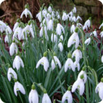 Snowdrop Galanthus nivalis white spring flowers growing naturally among leaf litter in a woodland setting.
