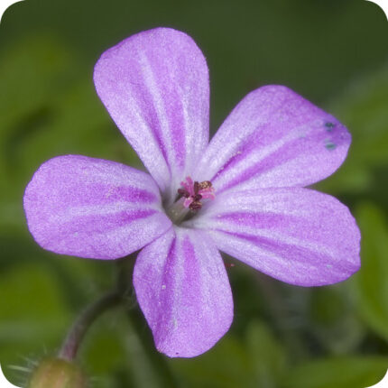 Close up of Herb-Robert Geranium robertianum small purple flower