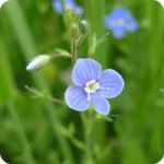 Germander Speedwell (Veronica chamaedrys) plug plants