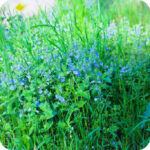 Germander Speedwell (Veronica chamaedrys) plug plants - Image 3