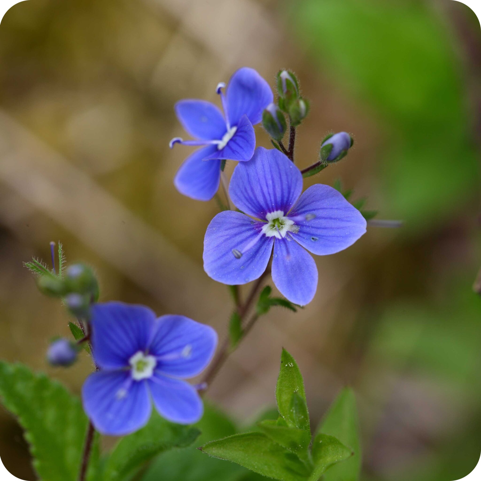 Germander Speedwell (Veronica chamaedrys) plug plants - Cumbria Wildflowers