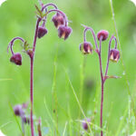 Water Avens (Geum rivale) plug plants - Image 2