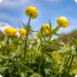 Globeflower (Trollius europaeus) plug plants - Image 2