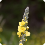 Great Mullein (Verbascum thapsus) plug plants - Image 2