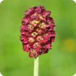 great burnet flower