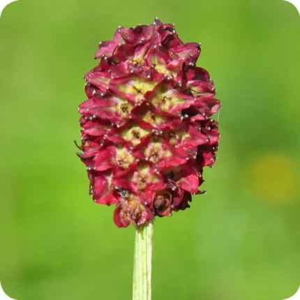 great burnet flower