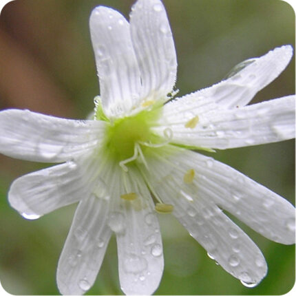 Close up of Greater Stitchwort Stellaria holostea a white flower with small white petals with a green centre