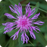 close up of Greater Knapweed Centaurea scabiosa with thin long purple petals