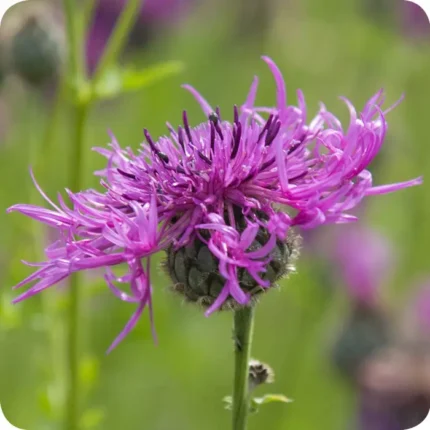 Greater Knapweed flower