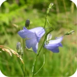 Harebell (Campanula rotundifolia) plug plants - Image 2