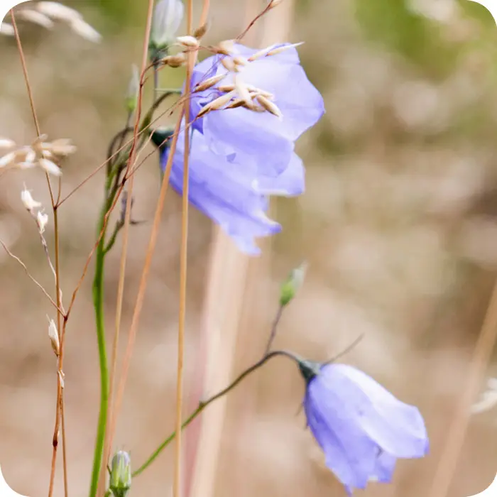 Harebell (Campanula rotundifolia) long slender stems with a light purple flower