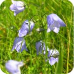 Harebell (Campanula rotundifolia) plug plants - Image 3