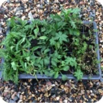 Tray of flower plugs with evenly spaced young plants showing fresh green foliage ready for planting out.