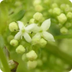close up of Hedge Bedstraw Galium mollugo small white star shaped flowers on green stems