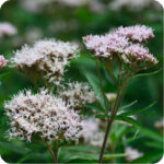 Hemp Agrimony flower