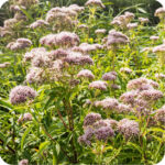 Hemp Agrimony (Eupatorium cannabinum) plug plants - Image 2