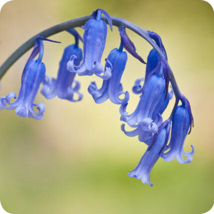 Hyacinthoides non-scripta close up of violet blue bell flowers hanging from arching green stems.