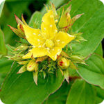 close up of Square-Stalked St John's Wort Hypericum tetrapterum a yellow star shaped flower