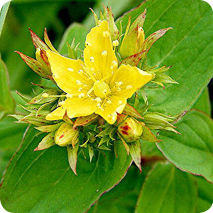 close up of Square-Stalked St John's Wort Hypericum tetrapterum a yellow star shaped flower