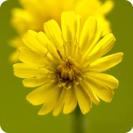 Common Cat's-Ear Hypochaeris radicata close up of its yellow flower head