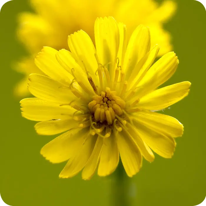 Common Cat's-Ear Hypochaeris radicata close up of its yellow flower head