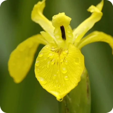 Yellow flag iris flower