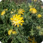 Kidney Vetch (Anthyllis vulneraria) plug plants - Image 2